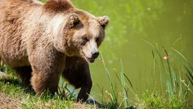 O turistă de 72 de ani din Scoția, atacată de un urs în România! Femeia a vrut să fotografieze animalul, însă a ajuns în stare gravă la spital